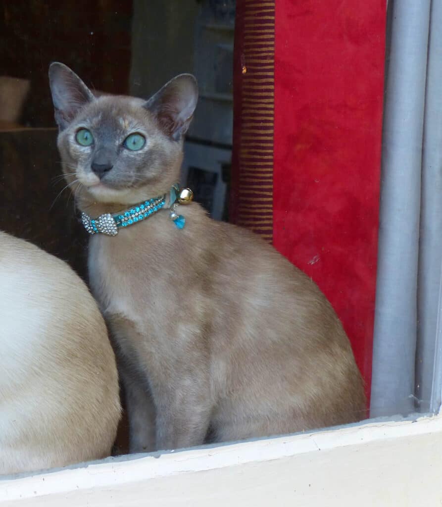 Bellissimo gatto Tonkinese blu che scruta fuori dalla finestra
