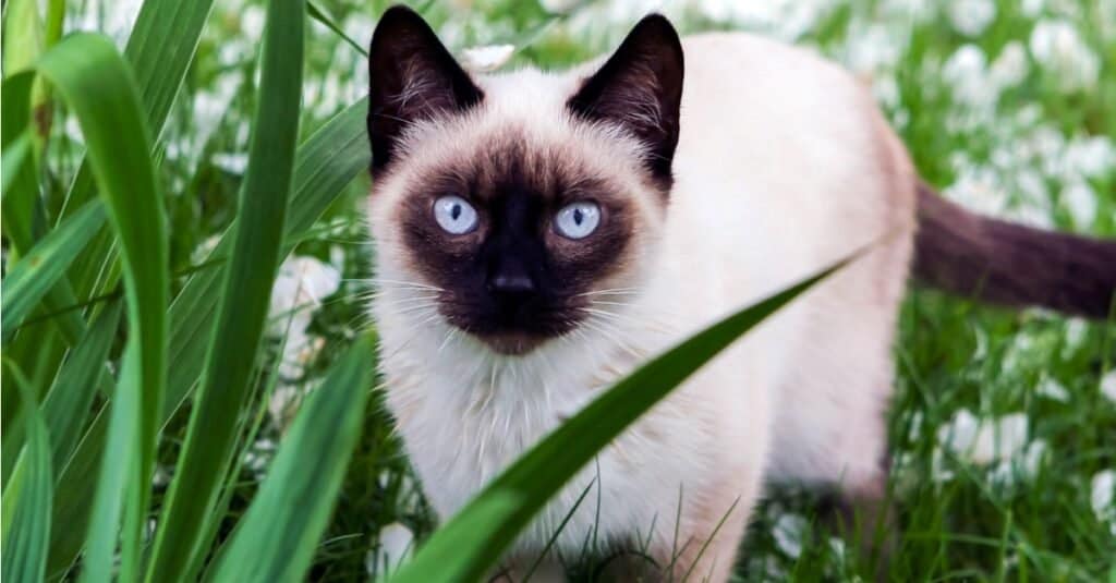 I gatti più arrabbiati più pazzi - siamesi