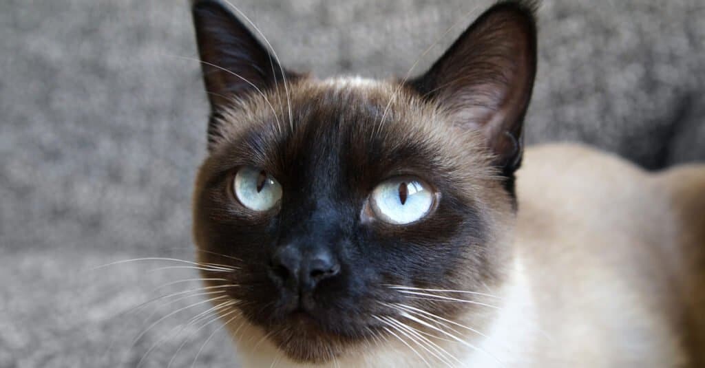 Gatti siamesi - gatto siamese Applehead