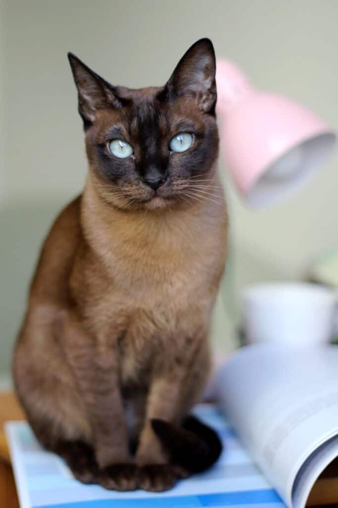 Gatto tonkinese