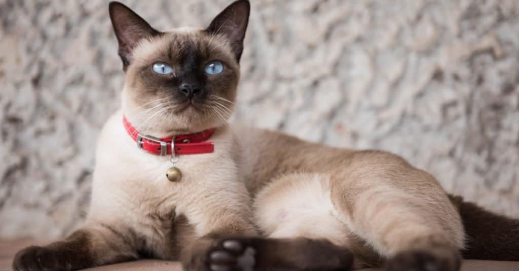 Gatto siamese sdraiato su un tavolo.