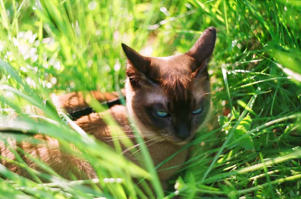 Gatto tonkinese sdraiato sull'erba