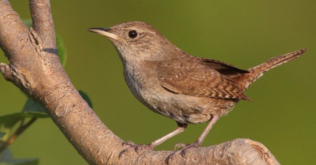 Casa wren (Troglodytes aedon) in primavera in un albero.