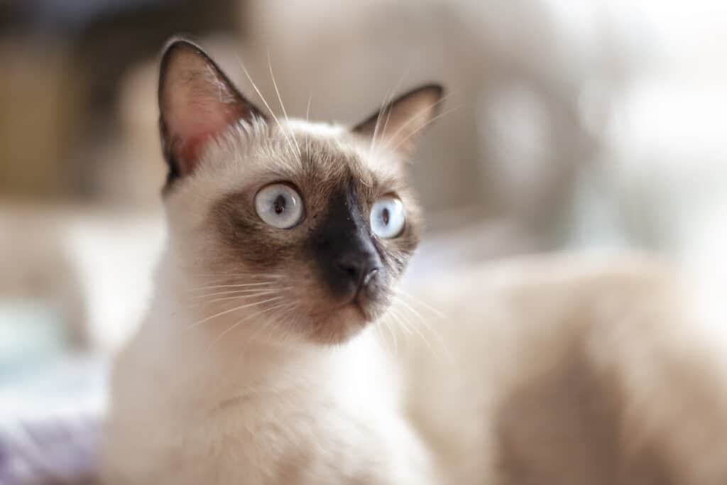 Siamese vecchio stile, gatto tailandese o gatto Wichianmat