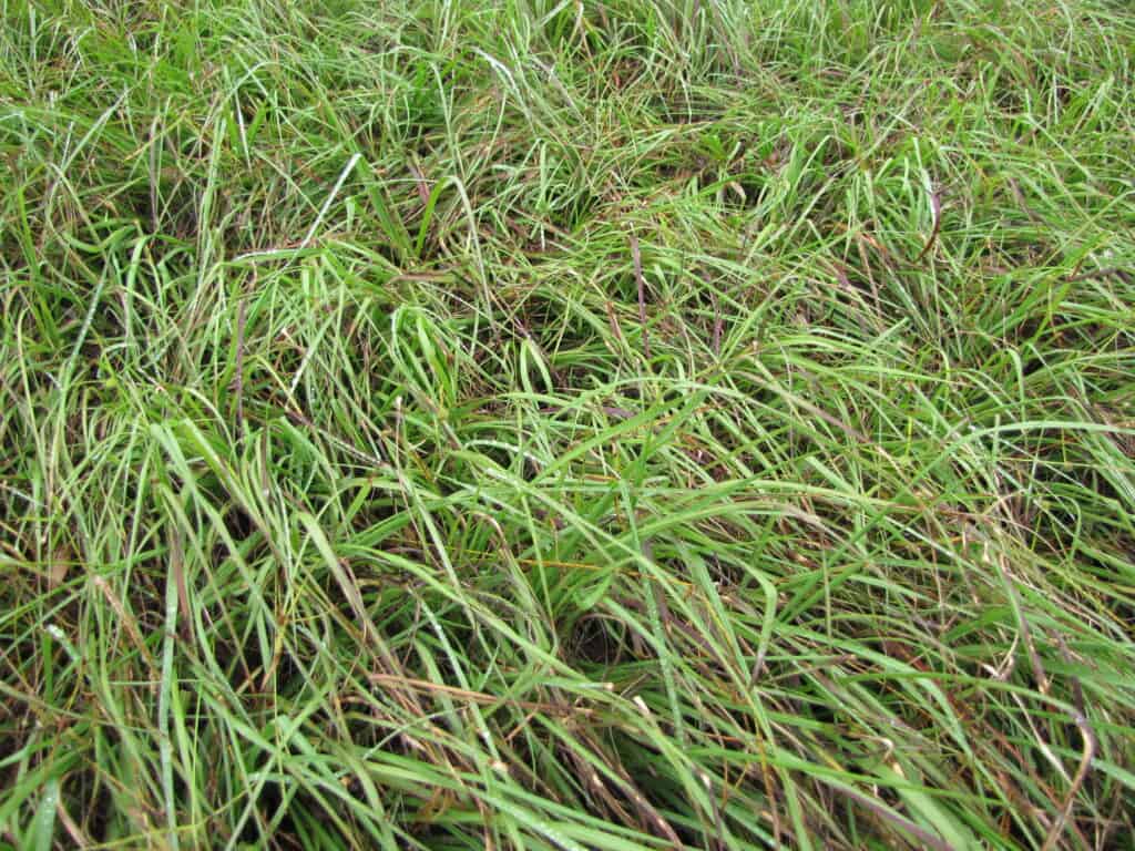 Paspalum notatum noto anche come erba di Bahia
