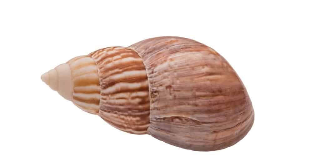 Gli animali più stupidi del mondo: le lumache di terra giapponesi