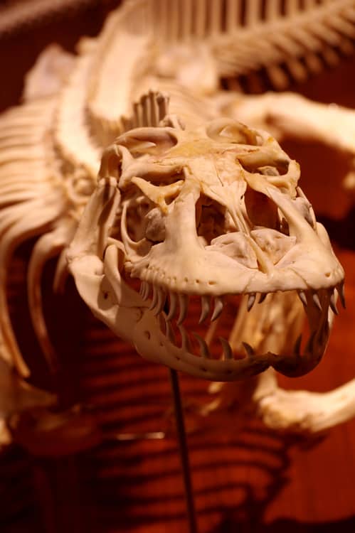 Drago di Komodo, ossa di animali, scheletro di animali, teschio di animali, temi di animali