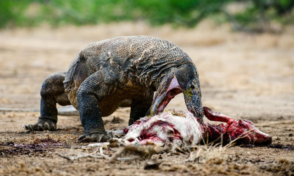 Il drago di Komodo mangia