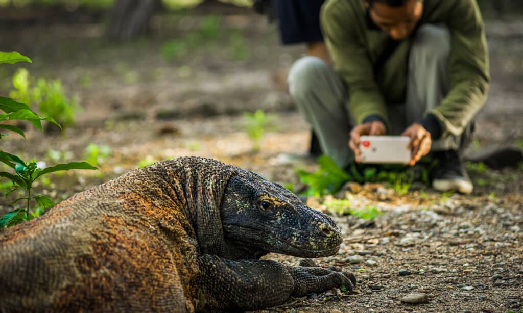 Drago di Komodo o varanus komodoensis 