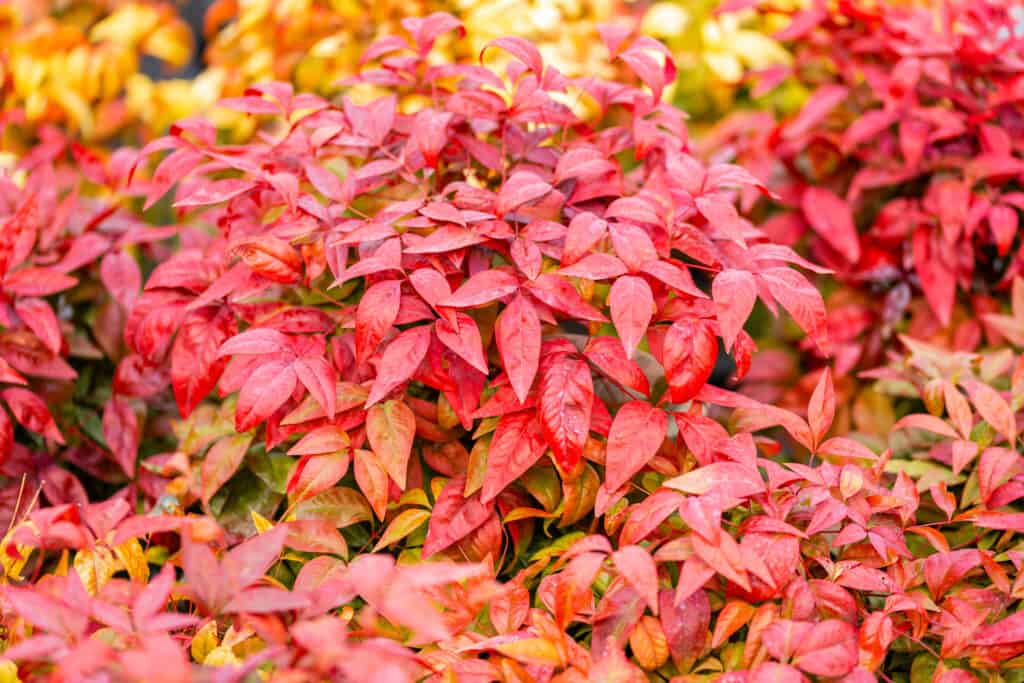 Nandina domestica Rosa cipria. La Nandina domestica è comunemente nota come nandina, bambù celeste o bambù sacro. Le foglie cambiano colore con la stagione.