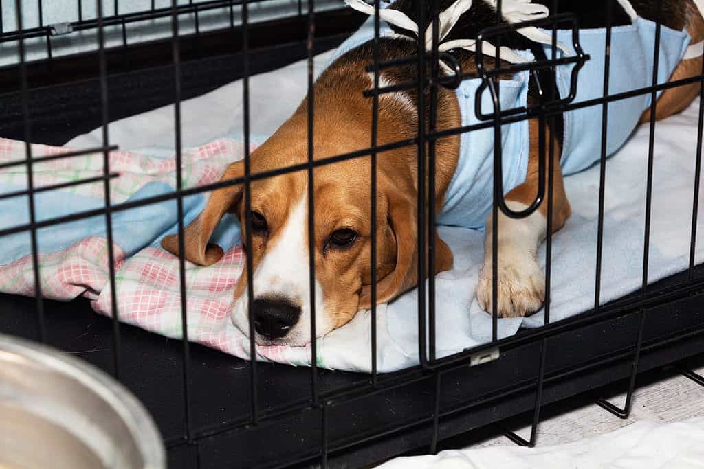 Cane che si riprende in gabbia