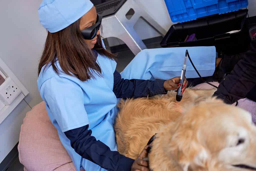 Terapia laser su un golden retriever
