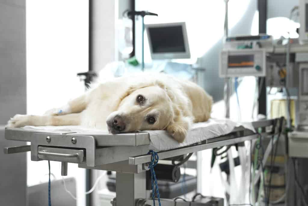 Cane sdraiato sul tavolo operatorio