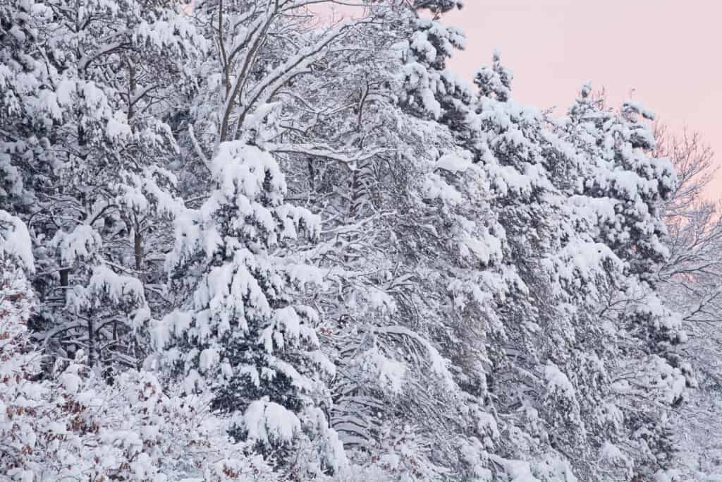 prima neve in massachusetts