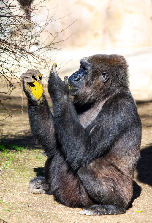 Gorilla che mangia le feci