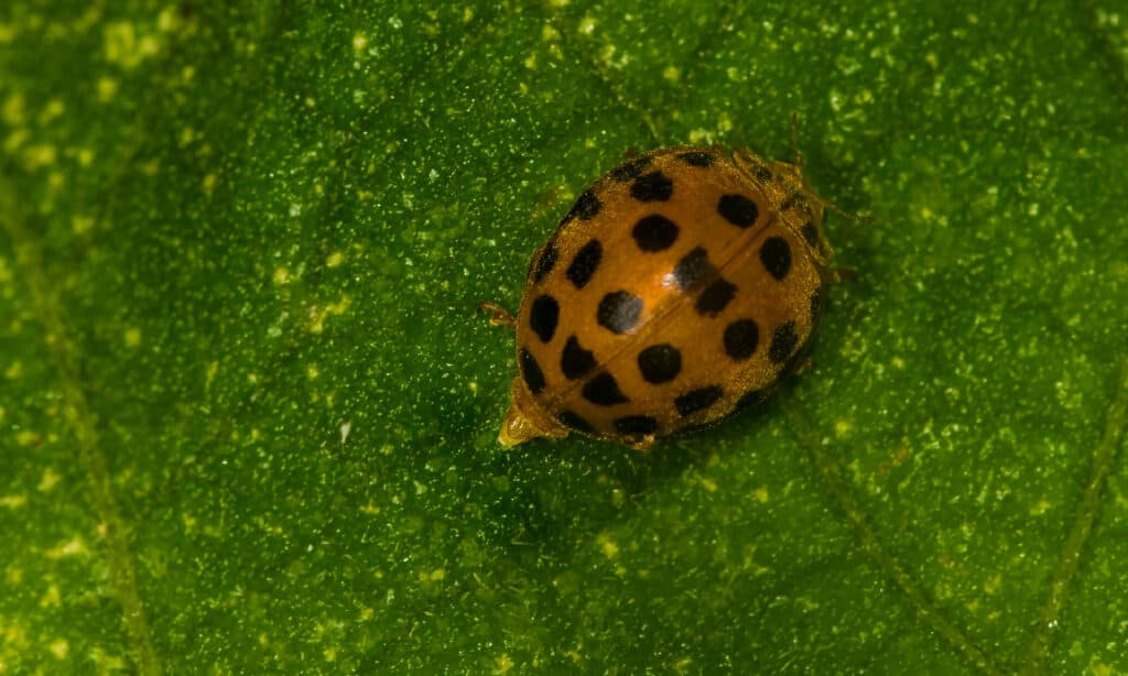 cacca di coccinella gialla