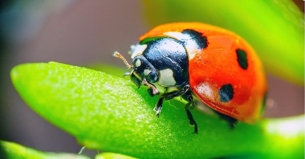 Armyworm - coccinella su foglia verde