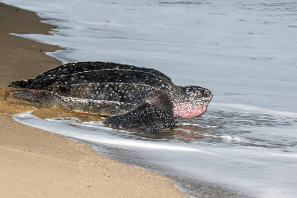 Le tartarughe marine liuto sono le più grandi delle tartarughe marine