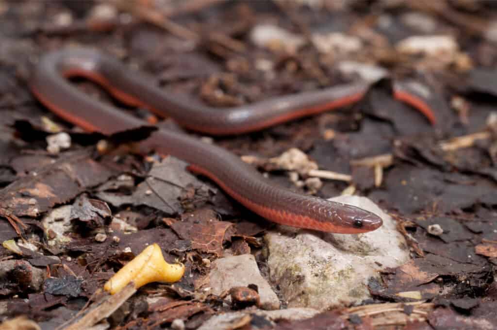 Un verme serpente appoggia la testa su una roccia