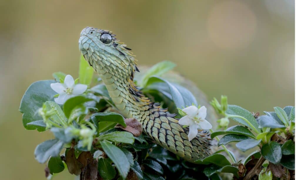 Vipera spinosa del cespuglio in fiori