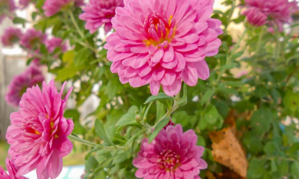 mamma giardino rosa