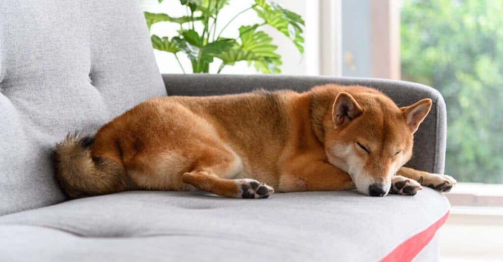 akita inu vs shiba inu