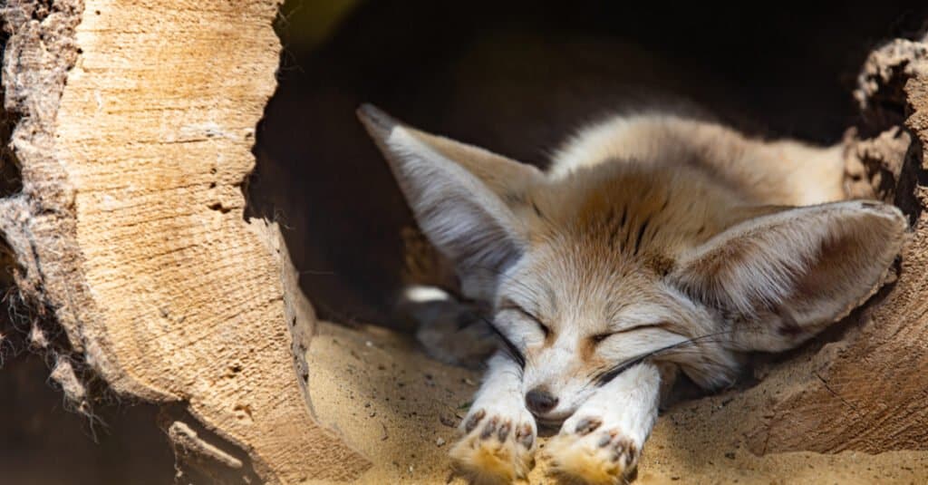 primo piano della volpe fennec del bambino