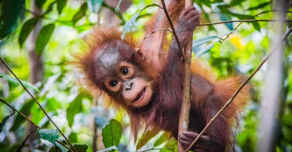 Animali con i pollici opponibili-orangutan