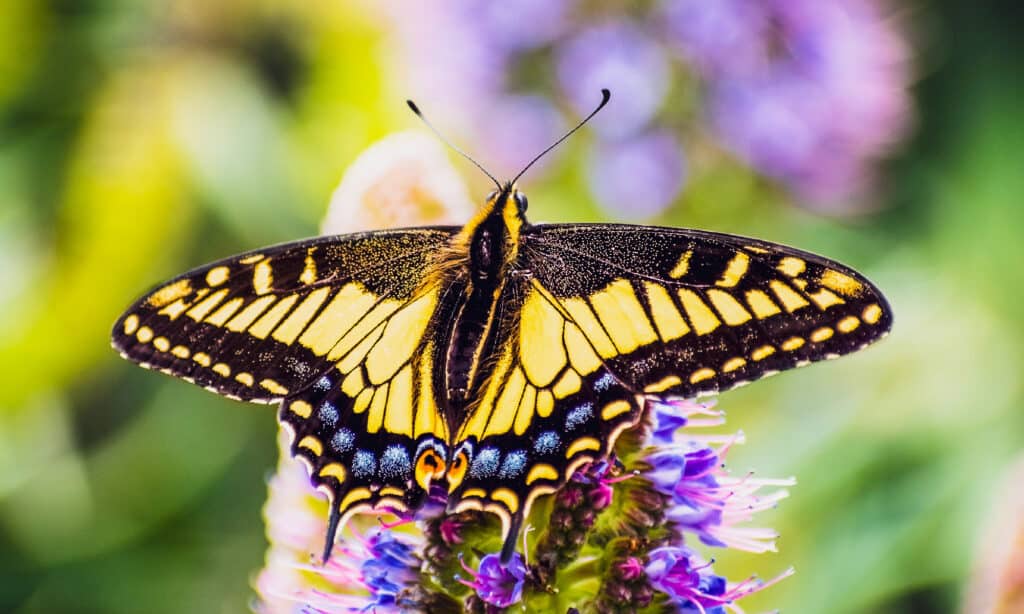 Tigre occidentale a coda di rondine (Papilio rutulus)