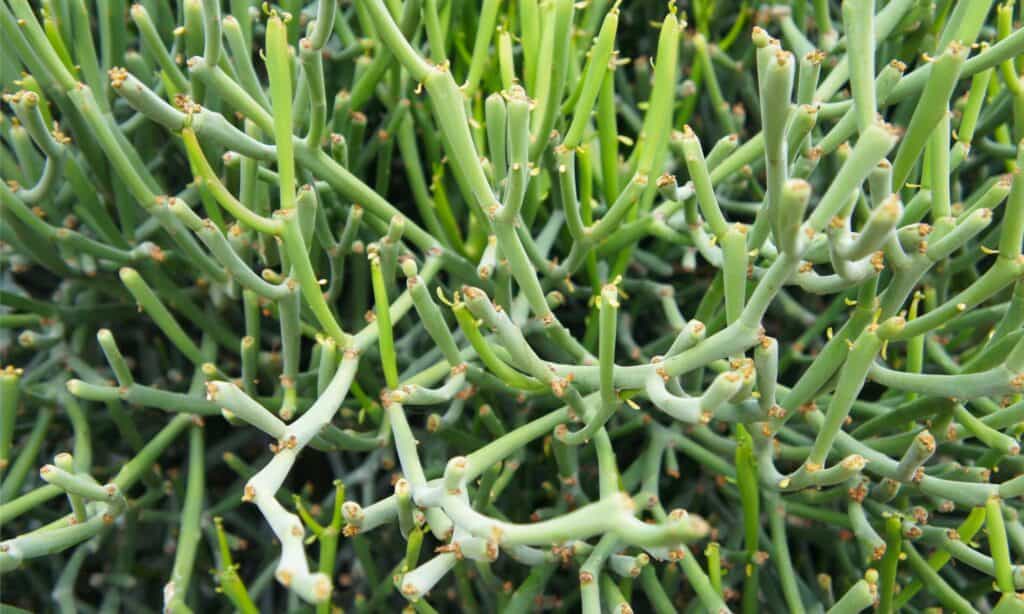 primo piano matita cactus