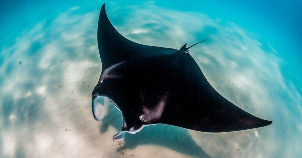 manta che nuota vicino al fondo dell'oceano