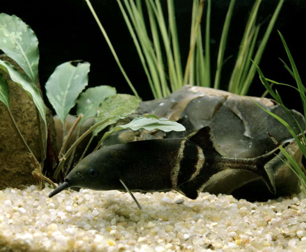 Pesce dal naso di elefante, Gnathonemus petersii