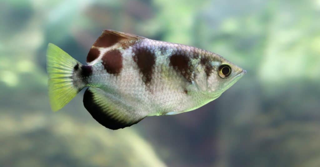 Animali che mangiano insetti – Pesce arciere fasciato
