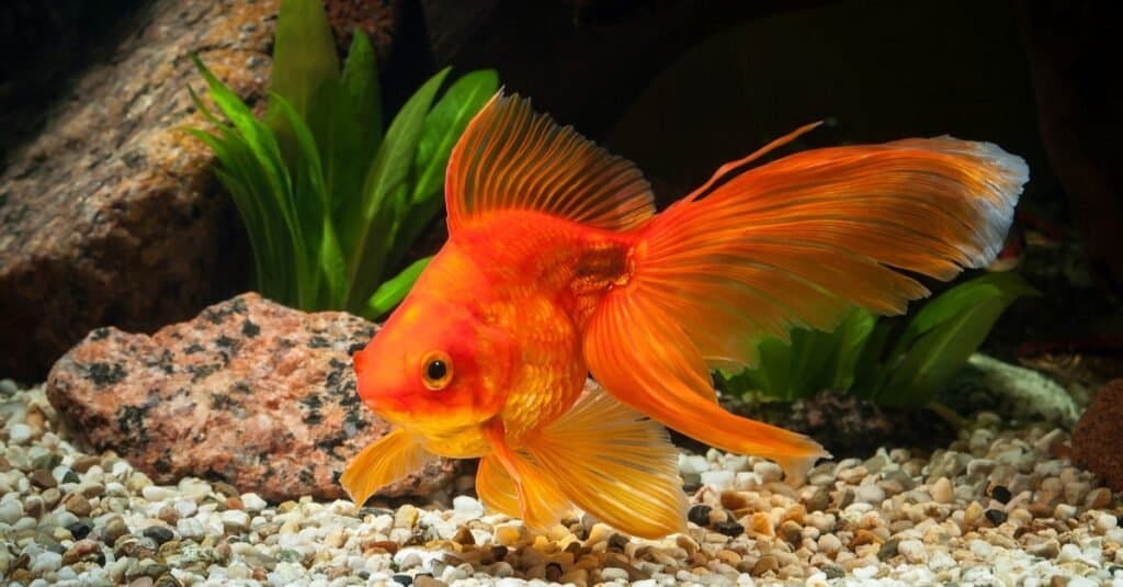 Fantail Goldfish in acquario con piante verdi e pietre.