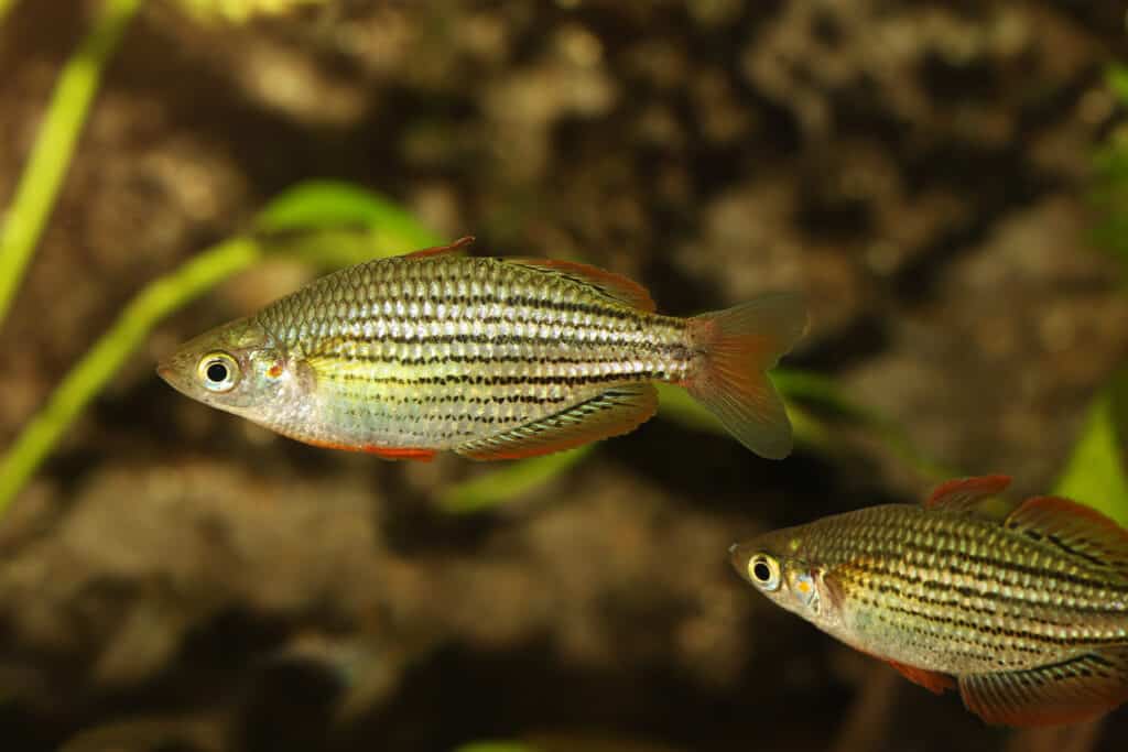 Redfin Dwarf Rainbowfish Pesci d'acquario Melanotaenia maccullochi