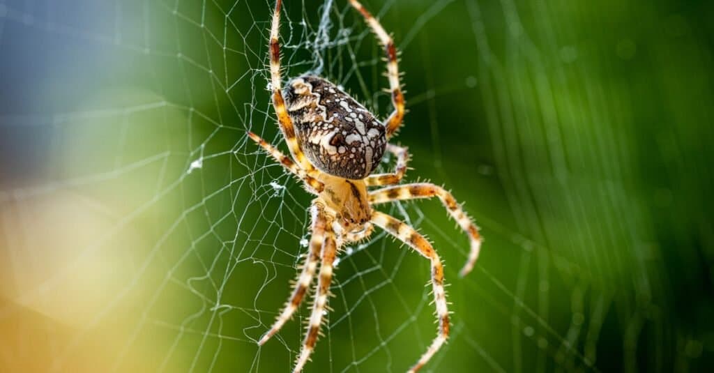 Orb Weaver (Araneus diadematus) seduto in una ragnatela.