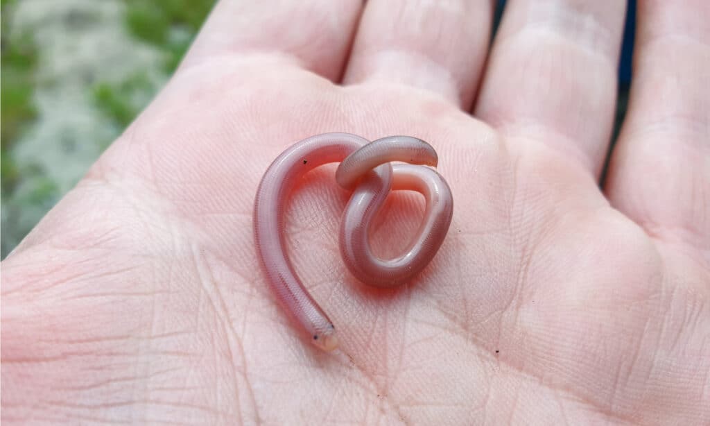 Serpente cieco dal becco di Delalande