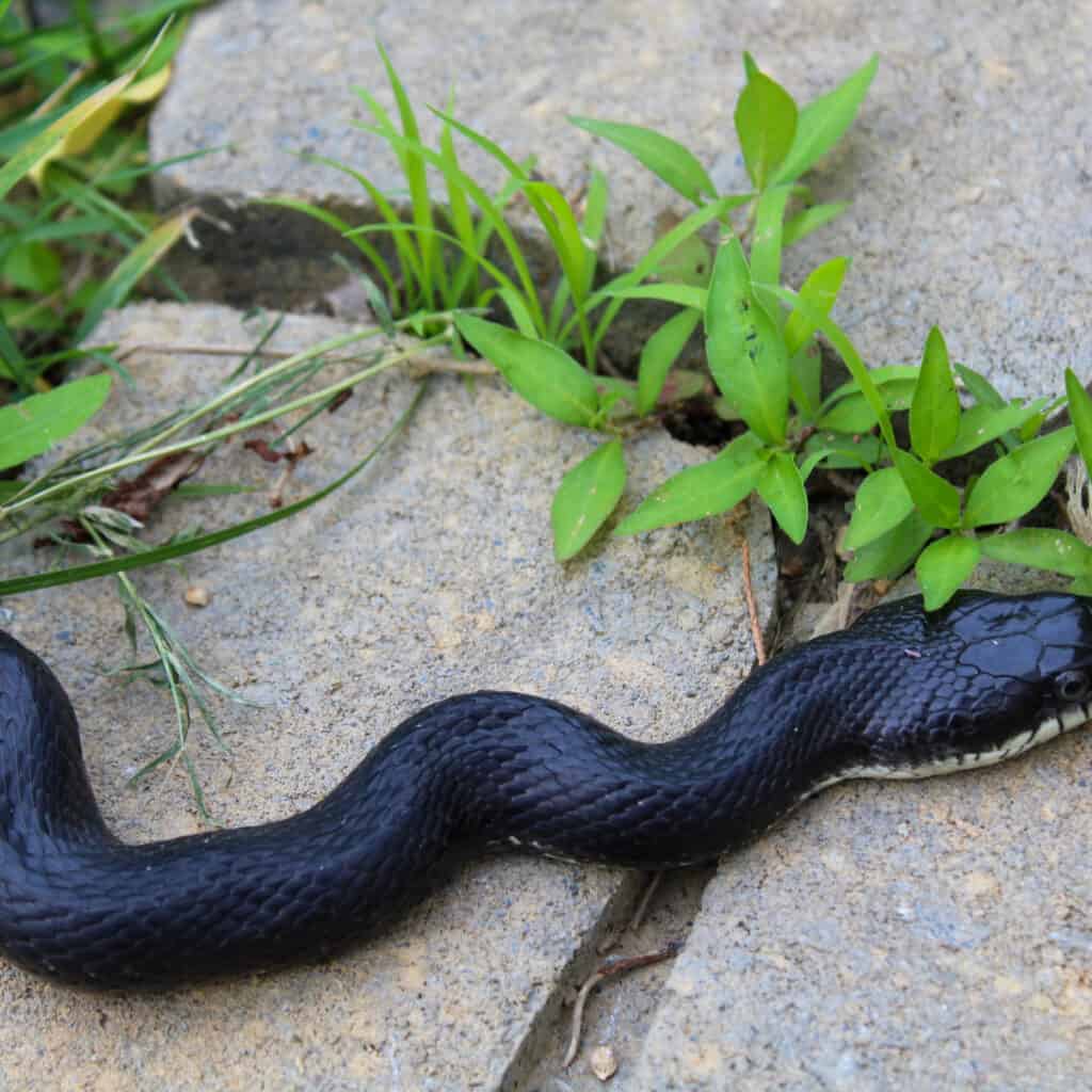 Un serpente di ratto nero sui trampolini di lancio