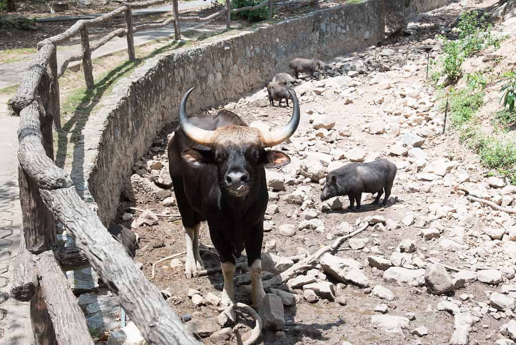 Kouprey nero maschio (Bos sauveli) nello zoo della Thailandia.