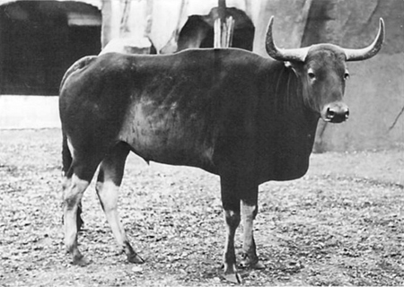 Bos Sauveli