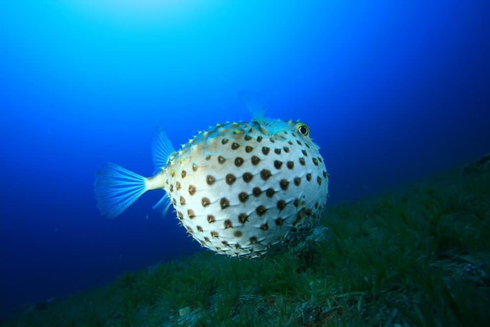 Yellowspotted Pufferfish gonfiato per difendersi.