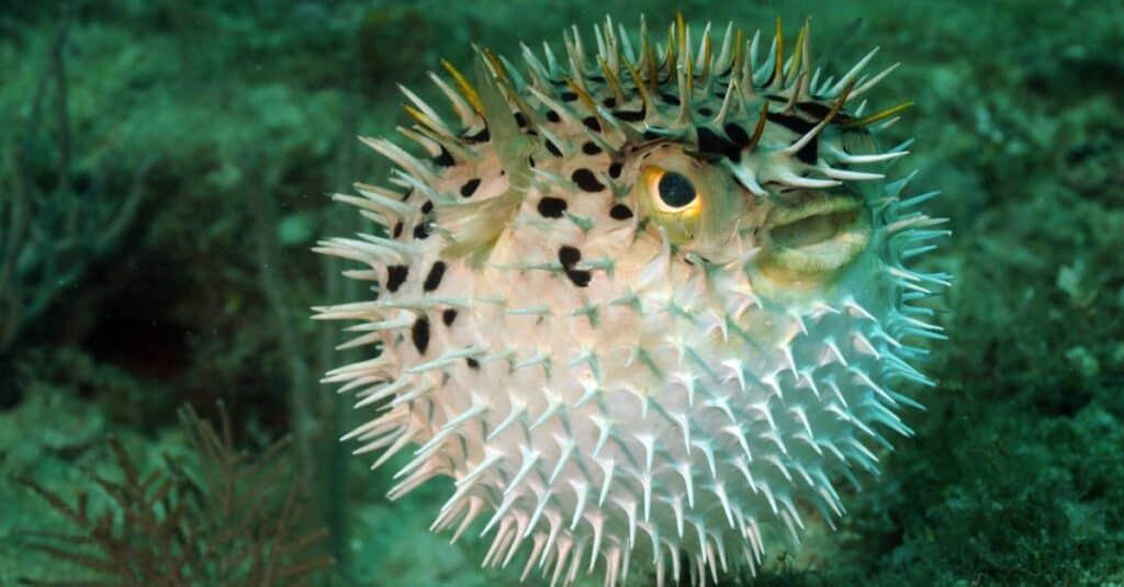pesce palla gonfiato