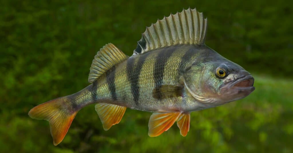 Cosa mangia il pesce persico: un pesce persico