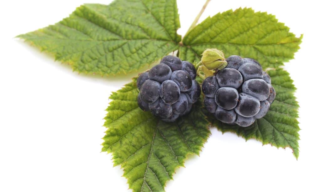 Dewberry contro Blackberry