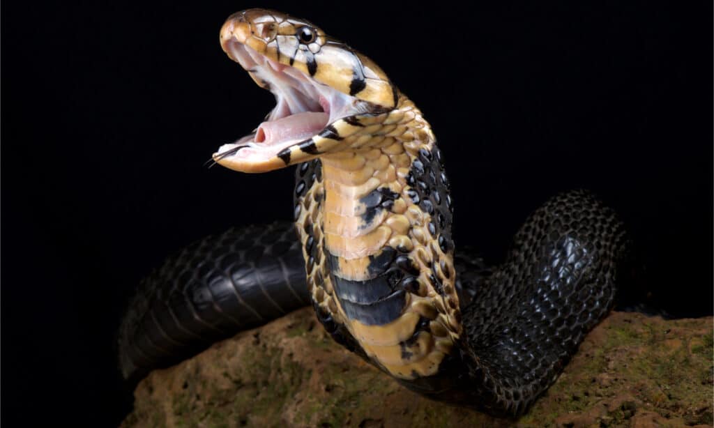 Un cobra della foresta con la testa sollevata, pronto a colpire