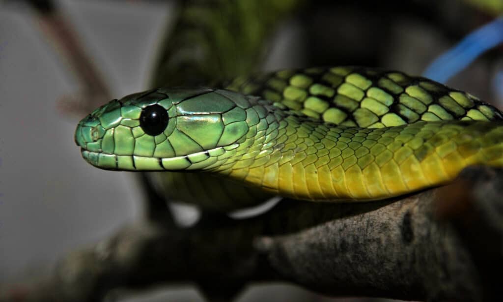 Il mamba di Jameson, Dendroaspis jamesoni