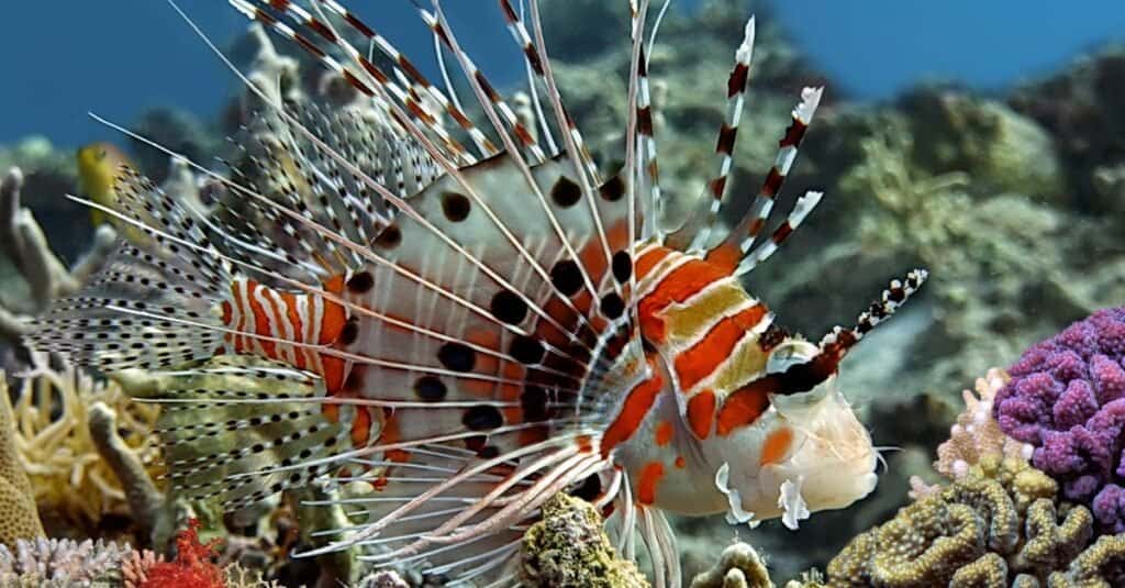 Animali che vivono nelle barriere coralline: pesci leone