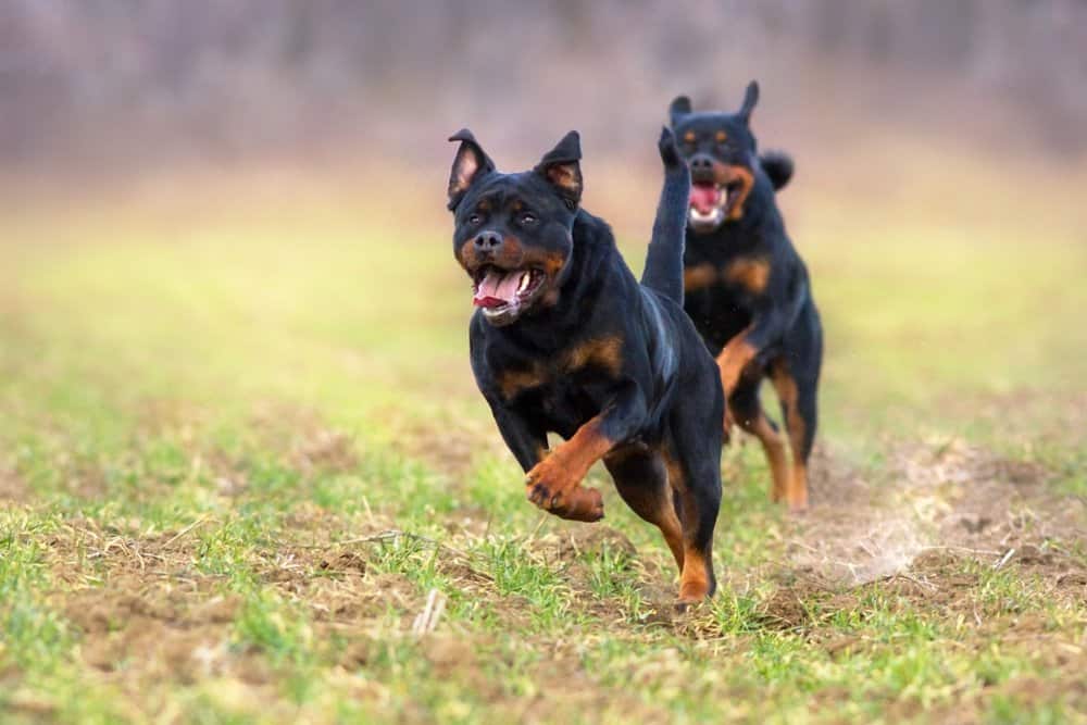 Rottweiler (Canis familiaris) - che corre attraverso il campo