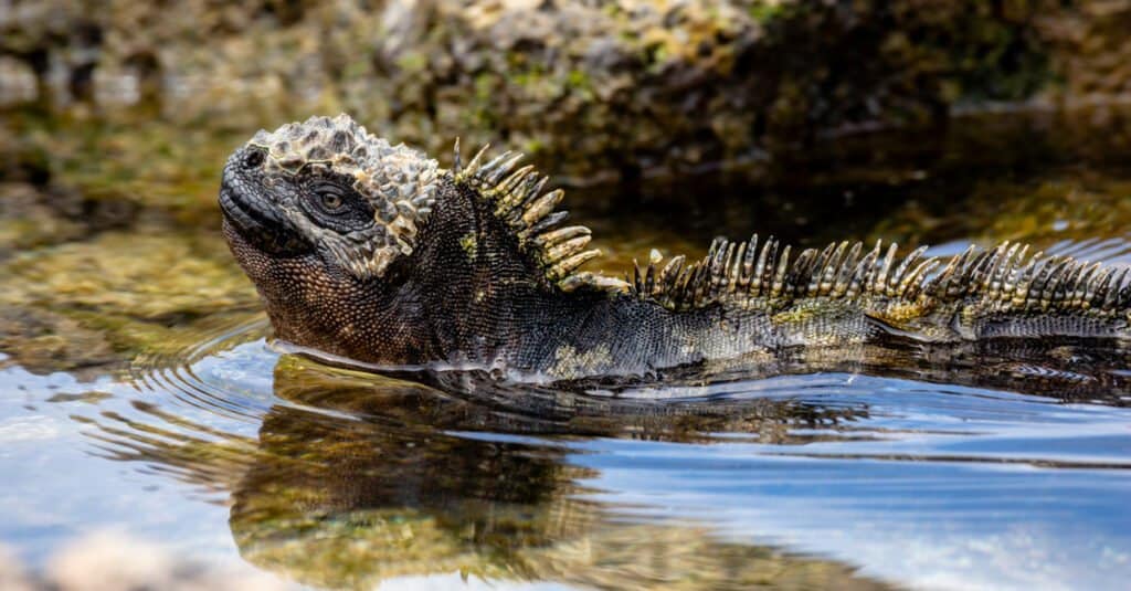 Iguana marina in acqua