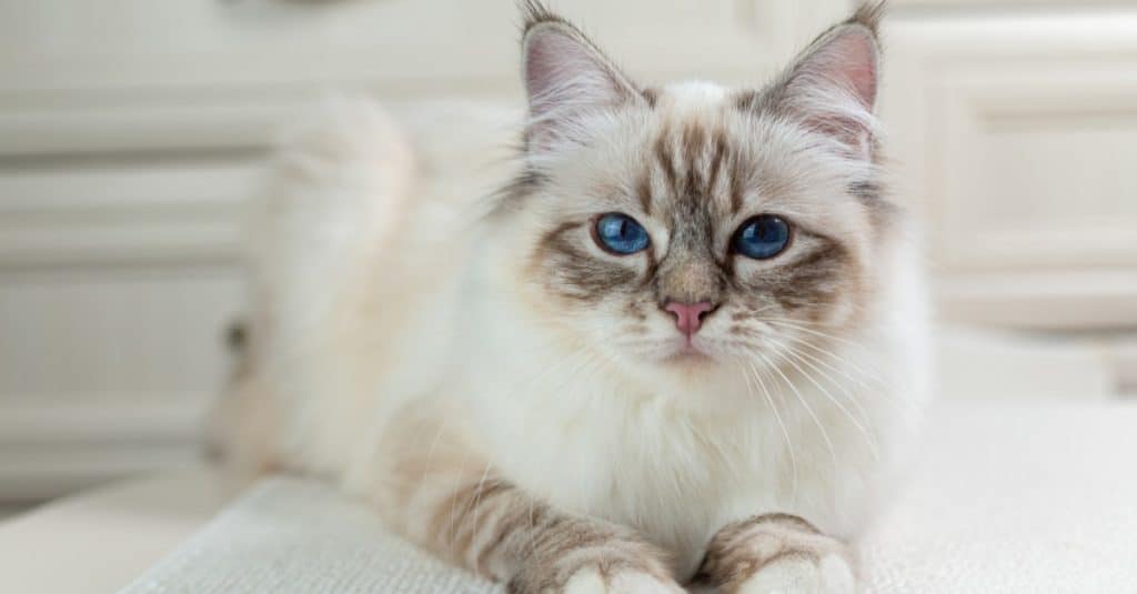 Gatto Birmano vs Gatto Siamese